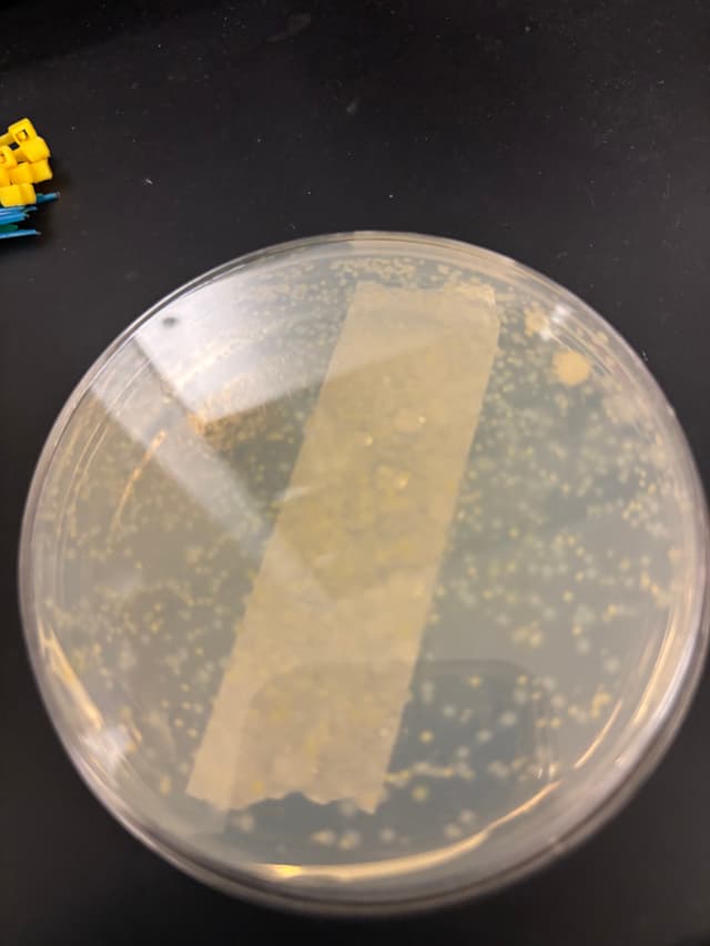 Tap Water Bacteria